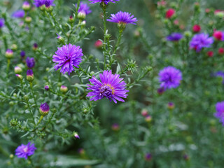Fototapeta premium Asters d'automne double (Aster novi-belgii) 