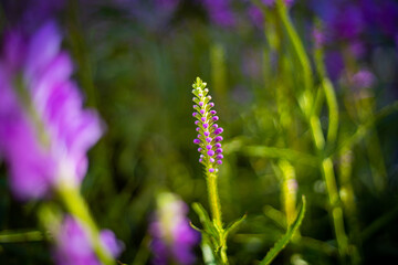 9月に咲く綺麗な花