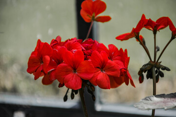 Flor Roja