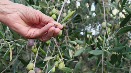 Woman's hand picking olive from tree branch in a cultivation.