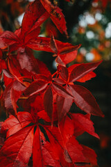 Autumn Leaves