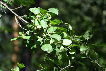 leaves
