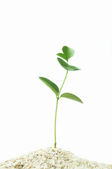 ベンジャミンの新芽