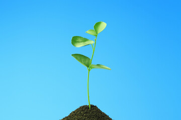 ベンジャミンの新芽