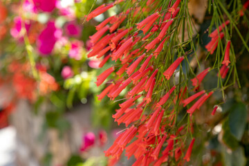 Firecracker plant soft focus background of flowers on a bush ornate the Florida garden.