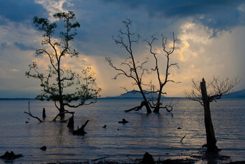 Trees silhouette , sunset at national park Bako - Borneo, Malysia