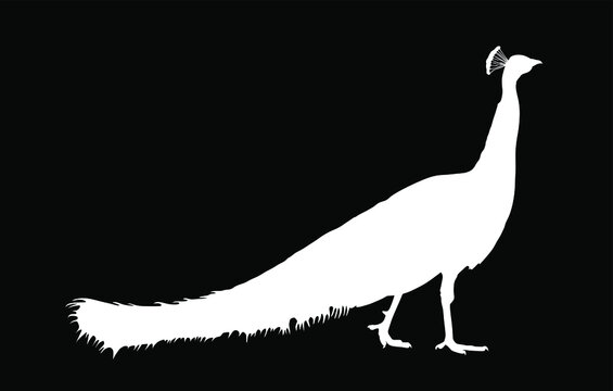 White Peacock vector silhouette illustration isolated on black background. Glamour noble bird.