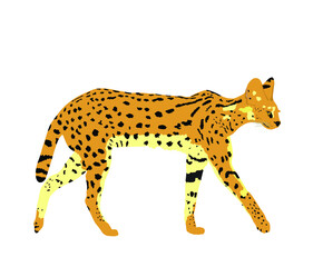 Serval cat vector illustration isolated on white background. Leptailurus serval symbol. Wild cat from Africa.