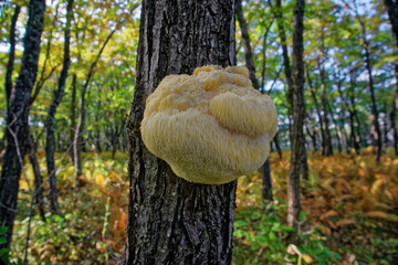 Lion's Mane mushroom on oak tree in the autumn forest. ( Hericium erinaceus ) © IgorCheri