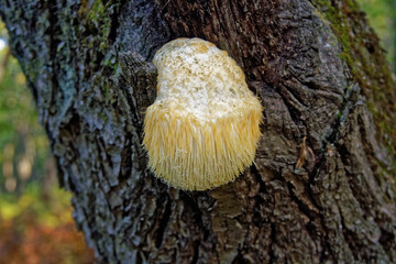 Lion's Mane mushroom on oak tree in the autumn forest. ( Hericium erinaceus ) © IgorCheri