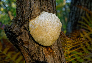 Lion's Mane mushroom on oak tree in the autumn forest. ( Hericium erinaceus ) - obrazy, fototapety, plakaty