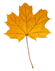 yellow maple leaf isolated on white