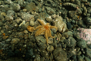 starfish on a rock underwater