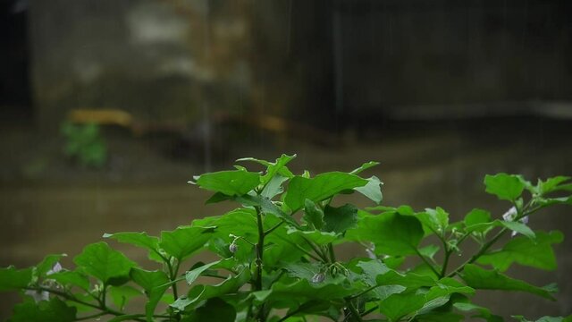 Focused green plant in foreground and heavy raining in background in blurred . .