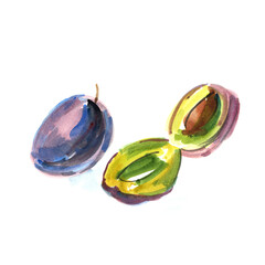 plum painted in watercolor isolated on white background