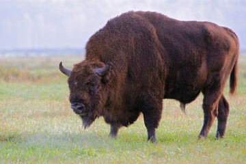 European bison. Wild animal. Bison bonasus. © Wildlife World