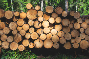 Stack of logs. timber cutting industry