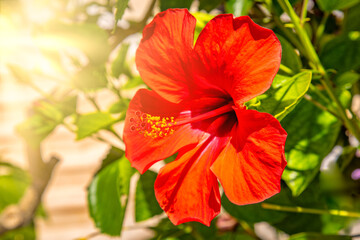 Hibiscus flower grows on a bush at Hawaii resot residence.