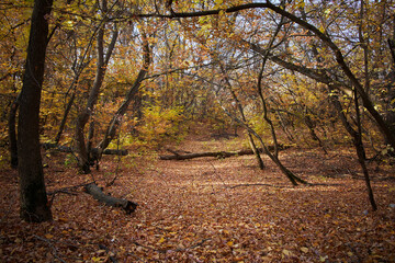 path with fallen leaves in the forest among the trees