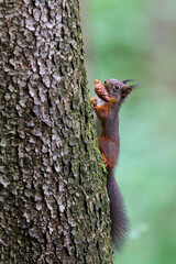Eurasian Red Squirrel (Sciurus vulgaris) climbing on tree trunk with pinecone in mouth, Bavaria,...