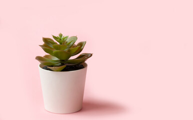 small office flower on a pink background, place under the text