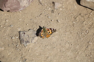 Monarch Butterfly on Grandeur Peak, Utah