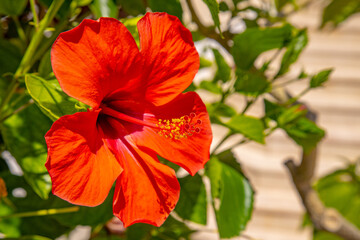 Hibiscus flower grows on a bush at Hawaii resort residence.