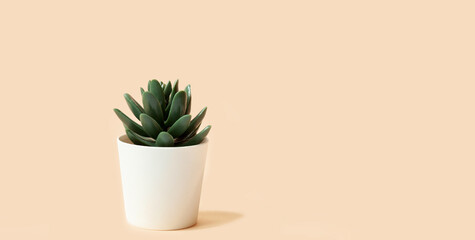 small office flower on a pink background, place under the text