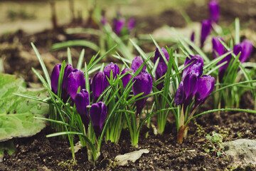 Purple crocus flowers. Crocuses in the garden in the sunlight. Abundant flowering in spring and autumn. Floral botanical background