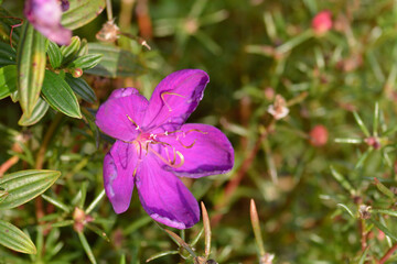 Osbeckia stellata Ham flower