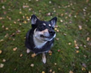 Dog jumps for treats in trick and treat portrait