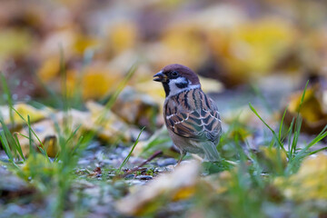 Tree Sparrow(Passer montanus) foraging in colourful autumn foliage, Bavaria, Germany