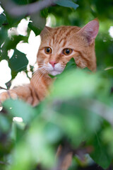 Beautiful young red tabby cat climbs trees, summer nature outdoor
