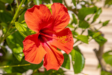 Hibiscus flower grows on a bush at Hawaii resort residence.