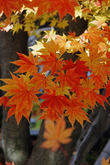 晩秋の米沢・紅葉