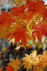 晩秋の米沢・紅葉
