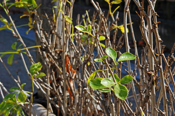 晩秋の米沢・うこぎの垣根