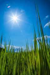 grass and sun with blue sky for background