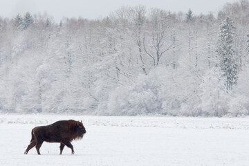 European bison. Wild animal. Bison bonasus.