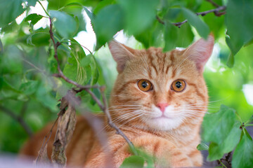 Naklejka na ściany i meble Beautiful young red tabby cat climbs trees, summer nature outdoor