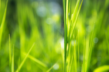 Green grass fora background