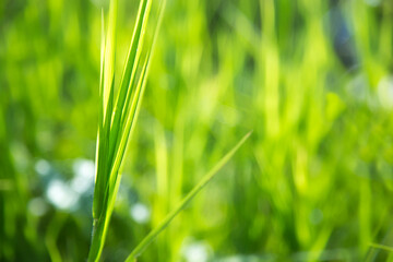 Green grass fora background