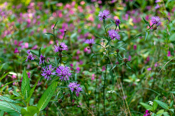 flowers in the field