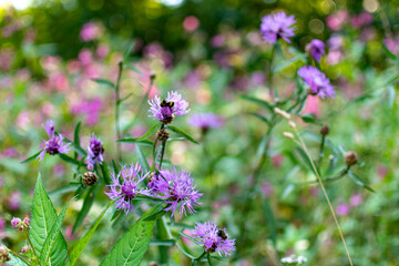 bee on a flower