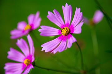 Fototapeta premium Flower in garden for background