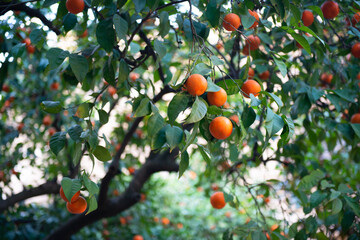 Orange tree with ripe fruits. Tangerine branch