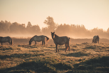 herd of horses on the Latvian meadows in misty golden October morning