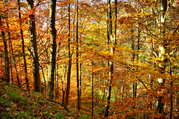 Herbstwald in Niederösterreich