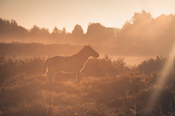 horse in fog