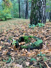 Obraz premium Moss stump